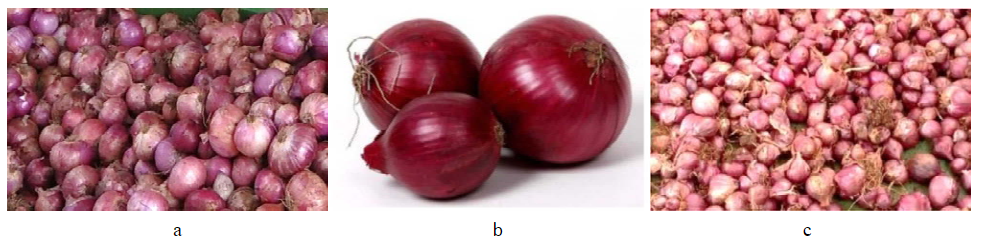 Types of onion grown in India (a. Common onion b. Small Common onion c. Multiplier onion)