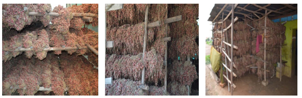 Multiplier Onion storge