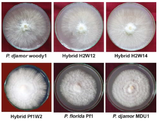 Colony characters of different Pleurotus spp.