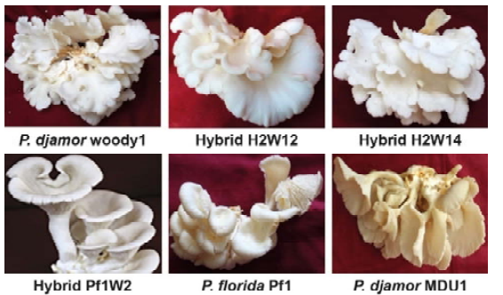 Basidiocarp phenotypic characters of different Pleurotus spp