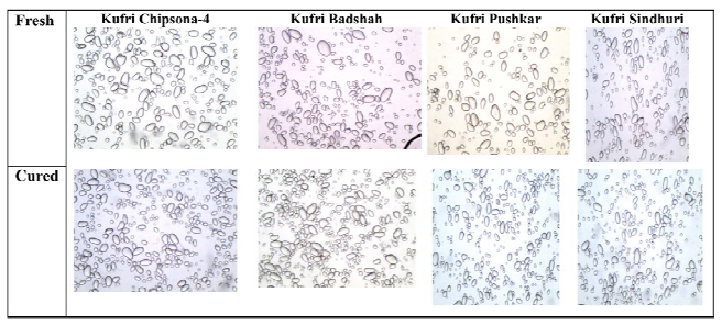 Particle of starch from potato varieties as effected by curing (inverted compound microscope (Olympus, Japan; model: CX-41) equipped with digital camera facility at 10 x power lens.)