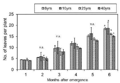 Number of leaves per plant of rambutan seedlings at months after emergence from trees of different ages. Each value is the mean of three replicates and the vertical bars indicates standard error. One- way: *p<0.05, n.s.=not significant. When a significant difference was detected, Tukey’s HSD test was performed to identify significant differences among the 4 treatments. Different letters above the bar indicate significant difference.