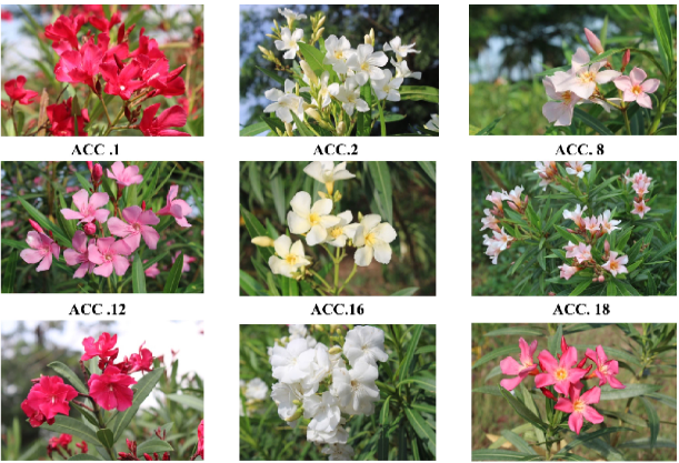 Diversity in flower colour of different nerium accessions