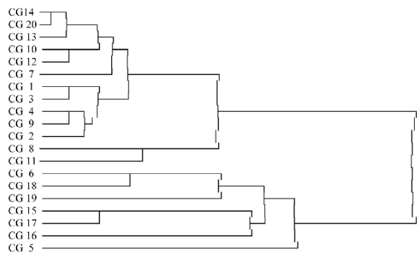 Dendrogram showing relationships of Ganoderma isolates of coconut based on similarity matrix of cultural/morphological characteristics