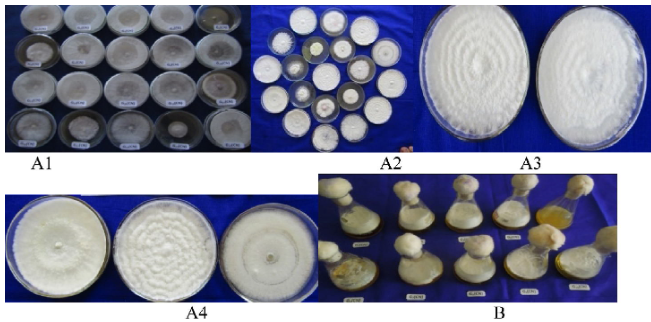 Cultural morphological variability Ganoderma isolates. A1-A4, ) Ganoderma isolates on PDA and B) Ganoderma isolates on PDB