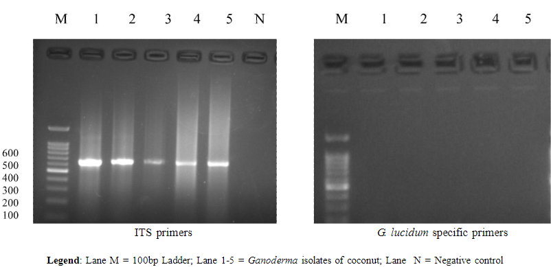 Gel picture showing PCR amplification of rDNA of Ganoderma isolates of coconut with ITS1, ITS4 and G lucidum primers