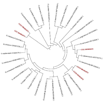 Phylogenetic relationships of Ganoderma isolates of coconut inferred from the sequences of the ITS region