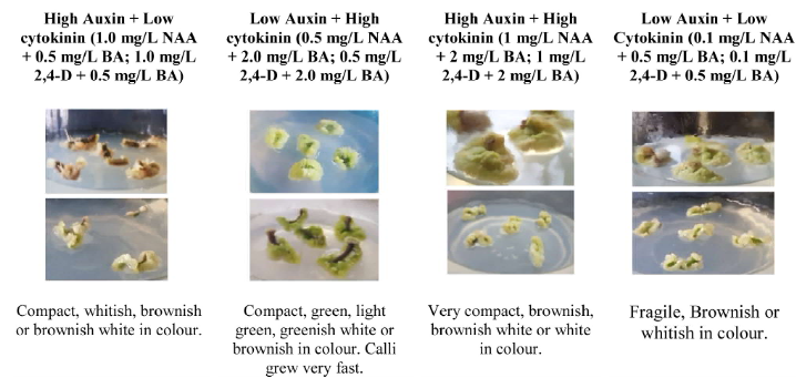 Morphology of callus at 3rd week of culture period based on PGR concentration and combination