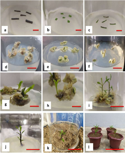 In vitro regeneration of Kalmegh (a) Stem explants on callus induction medium (MS + 0.5NAA + 2.0BA) at 1st day of culture, (b) Leaf explants on callus induction medium (MS + 0.5NAA + 2.0BA) at 1stday of culture, (c) Midrib explants on callus induction medium (MS + 0.5NAA + 2.0BA) at 1st day of culture, (d) 15 days old stem callus on callus induction media, (e) 15 days old leaf callus on callus induction media, (f) 15 days old midrib callus on callus induction media, g) shoot bud initiation from stem callus in shoot induction medium (MS + 0.1NAA + 3.0BA) on 27 days of culture, (h) shoot bud initiation from leaf callus in shoot induction medium (MS + 0.1NAA + 3.0BA) on 27 days of culture, (i) multiplication of shoot in shoot induction medium (MS + 0.1NAA + 3.0BA) on 6 weeks of culture, (j) initiation of root in MS + 2 IBA medium, (k) acclimatized plant in soil, (l) plants that survived in natural condition.Scale bars represent 0.5 cm (a, b & c), 1 cm (d, e, f, g & h), 2.5 cm (i, j & k), 1.0 cm (l).
