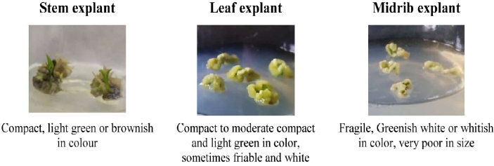 Morphology of callus at 3rd week of culture periodbased on explant type
