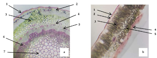 (a) T.S. of Stem of A. paniculata Nees ( 40) where 1. Epidermis, 2. Collenchyma, 3.Chlorenchyma, 4. Sclerenchyma, 5. Phloem, 6. Xylem and 7. Pith cells; (b), T.S. of Leaf of A. paniculata( 40) where 1. Cuticle, 2. Lower epidermis, 3. Palisade parenchyma, 4. Upper epidermis and 5. Spongy parenchyma.
