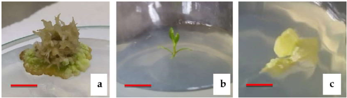 (a) Excessive rooting in the callus-on-callus induction medium contained higher concentration of NAA and 2,4-D (more than 1 mg/L), (b) no elongation of shoot in full strength MS medium, (c) browning of callus on full strength MS medium.Scale bars represent 1 cm (a, b, c).