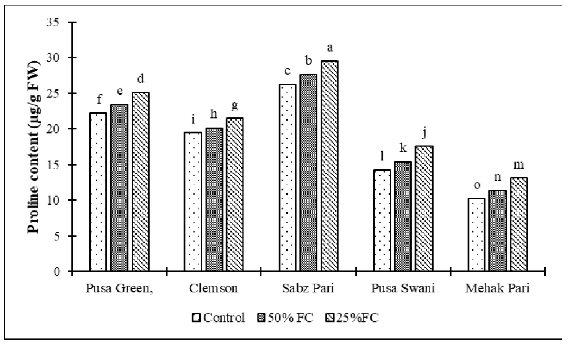 Effect of drought stress on proline content of okra cultivars