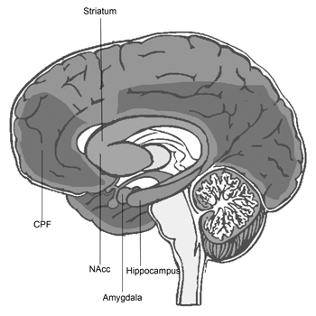 Expression of CB1 in the human brain. The expression of CB1 is illustrated in a sagittal section of the human brain, where darker grays indicate a greater expression of CB1. One can observe a high concentration of CB1 in the hippocampus, striatum, amygdala and cerebral cortex.