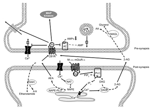 Diagram of a synapsis regulated by CB1. The literature suggests that endocannabinoids are released from the post-synaptic neuron in a form that is dependent on calcium and travel to the presynaptic region where CB1 is expressed (which can be the Glutamatergic or GABAergic presynapsis). The activation of CB1 in the presynapsis results in a decrease in the release of neurotransmitters, as the entry of calcium decreases and the outflow of  potassium is facilitated.