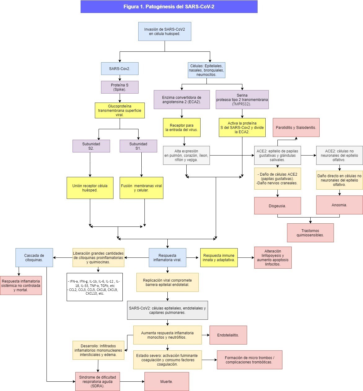 Patog�nesis del SARS-coV-2