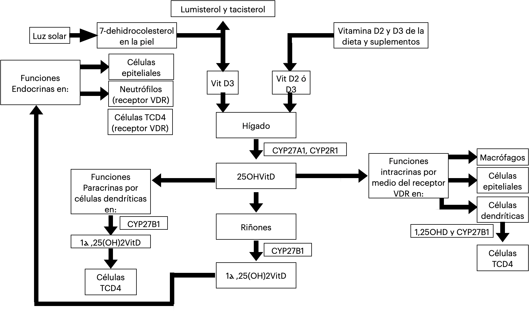 Vas metablicas de la VitD e interaccin de sus metabolitos con las clulas de la respuesta innata