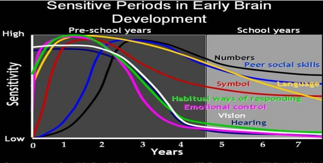 Periodos sensibles en el desarrollo temprano del cerebro. Nash (1997)