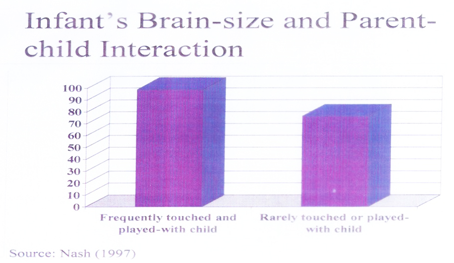 Relación entre el desarrollo cerebral y la calidad de interacción del niño con sus padres. Nash (1997)