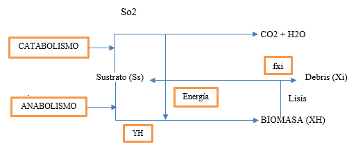 Metabolismo de las Bacterias Heter&oacute;trofas