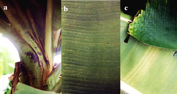 S&iacute;ntomas caracter&iacute;sticos de las plantas muestreadas, en a se observa una alteraci&oacute;n de la filotaxia, en b y en c un rayado clor&oacute;tico discontinuo, las tres sobre una planta de Grand nain.
