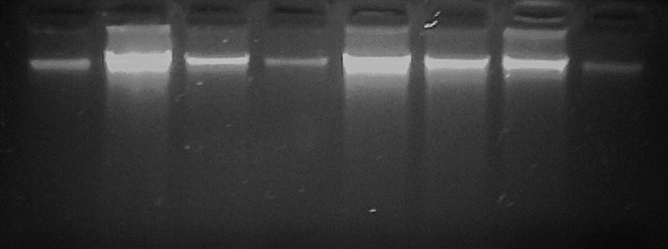 Migraci&oacute;n de los extractos totales de &aacute;cidos nucleicos te&ntilde;idos con bromuro de etidio (BE) de varias muestras de banano (Musa sapientum,) extra&iacute;dos con el protocolo de Zhang (1998), sobre un gel de agarosa de 1.5 %, luego de un tratamiento con RNAsa.