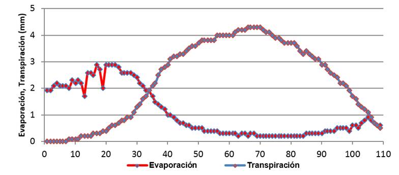 Seguimiento de la evaporación y la transpiración del frijol.