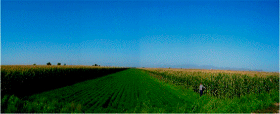 Lote 17, suelo salino recuperado con el drenaje parcelario, con trigo y maíz.