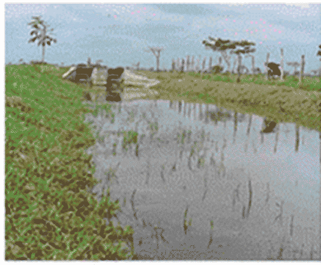 Manejo del régimen de humedad en el suelo con drenaje superficial semicontrolado.