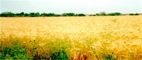 Lote 17 del módulo 3 del DR 076 Valle del Carrizo, Sinaloa.