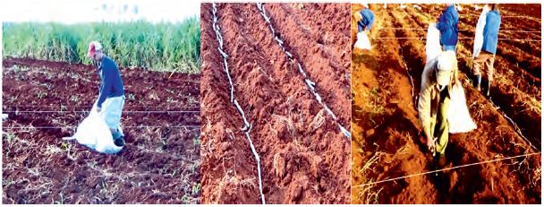 Plantaci&oacute;n del experimento.