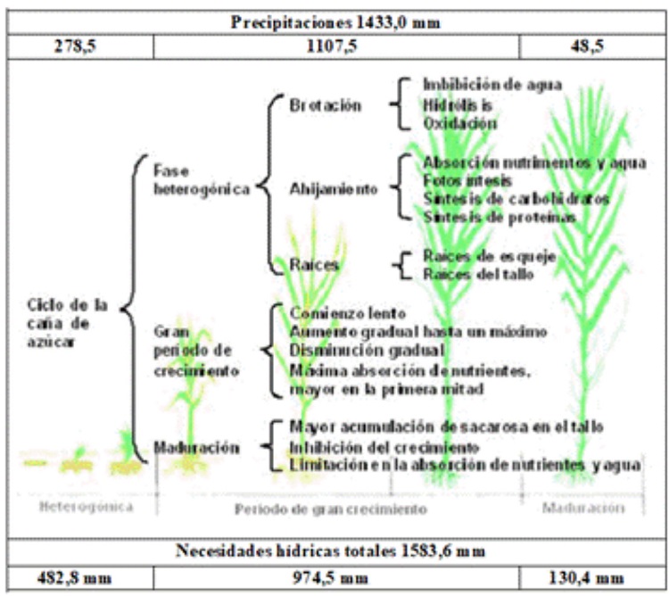 Comparaci&oacute;n entre las precipitaciones y las necesidades h&iacute;dricas por etapas fenol&oacute;gicas del ciclo de vida del cultivo de la ca&ntilde;a de az&uacute;car.