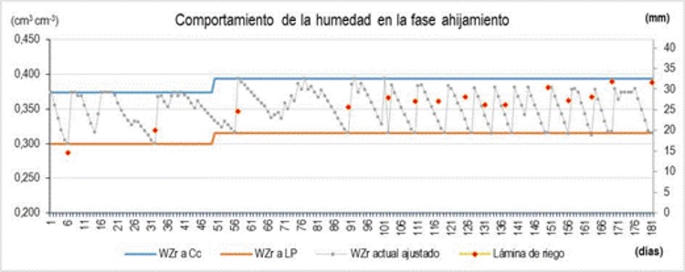 Comportamiento de la humedad y l&aacute;mina de agua almacenada en la zona radical efectiva considerando el riego programado en la fase de ahijamiento.