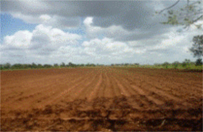 Sitio 2 (S2). Área experimental de riego por pulso.