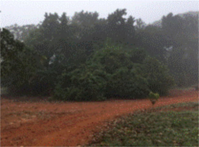 Sitio 3(S3) Área con arboleda, patio de vivienda con arboleda.