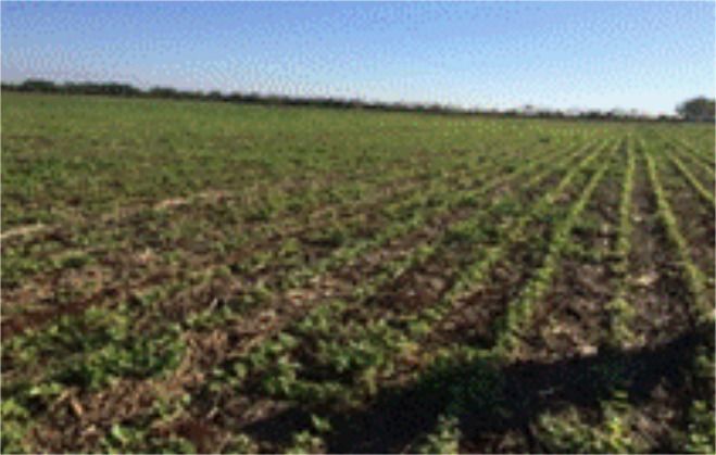 Sitio- 4 (S4)- Área de agricultura de conservación.