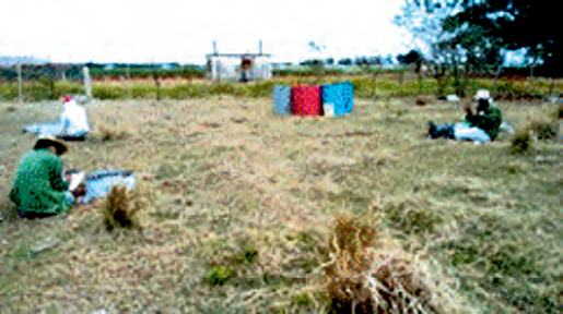 Sitio 6 (S6). Pastoreo 1.