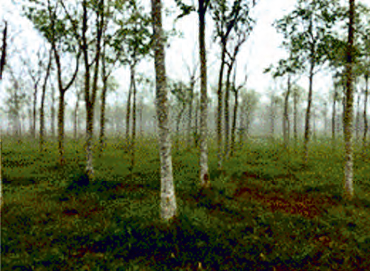 Sitio- 7 (S7). Área sembrada de cedros con riego localizado.