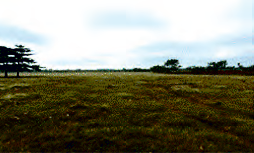 Sitio 8 (S8). Pastoreo 2.