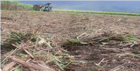 Campo cosechado con un sistema automático de control de la altura del corte.