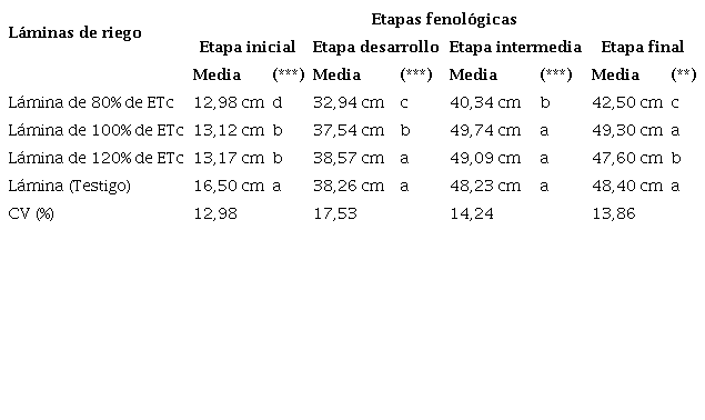 Distribuci&oacute;n del crecimiento horizontal de la ra&iacute;z en las diferentes l&aacute;minas de riego aplicadas y etapas fenol&oacute;gicas