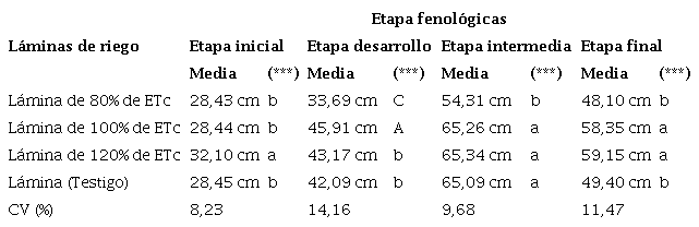 Din&aacute;mica de la prueba de Tukey para el comportamiento de la profundidad del bulbo h&uacute;medo (cm) en las diferentes l&aacute;minas de riego en el cultivo de tomate