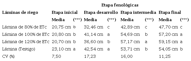 An&aacute;lisis de varianza y prueba de Tukey para los promedios de profundidad de ra&iacute;z pivotante de acuerdo a las diferentes l&aacute;minas de riego aplicadas y etapas fenol&oacute;gicas