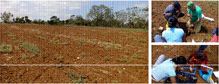 Finca “El Mamey”. Area de siembra de gladiolo (Gladiolus hybridus). Municipio San José de las Lajas, provincia Mayabeque.