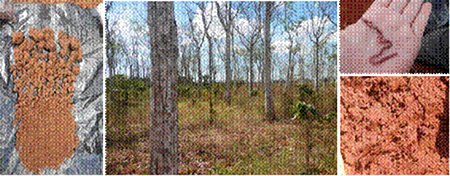 Estación Experimental “Pulido”. Área bajo manejo agroforestal (Cedrela odorata y Coffea arabiga). Municipio Alquízar, provincia Artemisa.