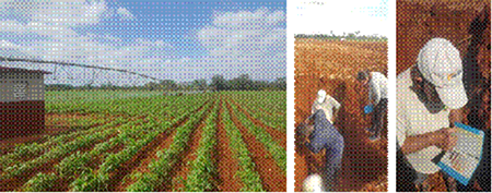 Estación Experimental “Pulido”. Área de siembra mecanizada frijol-maíz. Municipio Alquízar, provincia Artemisa.