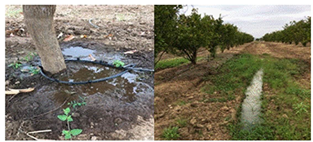 a) Excesso de gotejadores na planta de citrino. b) Acumulao de gua perto das plantas de citrino.