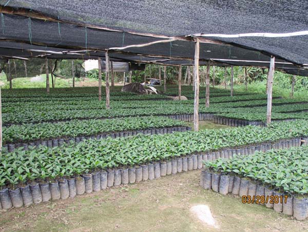 Almacigo, Finca del Señor Siervo de Dios, Palmor
