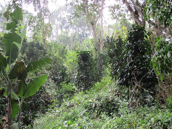 Cafetal con sombrío, finca Atinkana, Río Piedras.