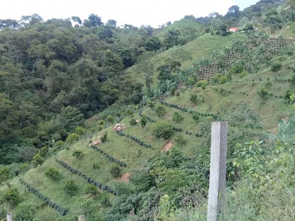 Cafetales finca Guillermo Flórez, Palmor (Ciénaga- Santa Marta)